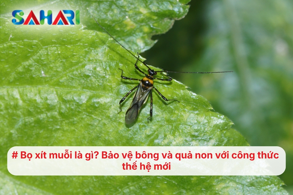 Bọ xít muỗi là gì? Bảo vệ bông và quả non với công thức thế hệ mới