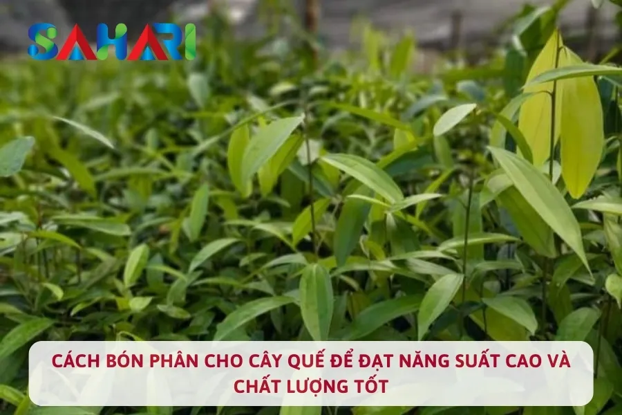 Cách Bón Phân Cho Cây Quế Để Đạt Năng Suất Cao Và Chất Lượng Tốt