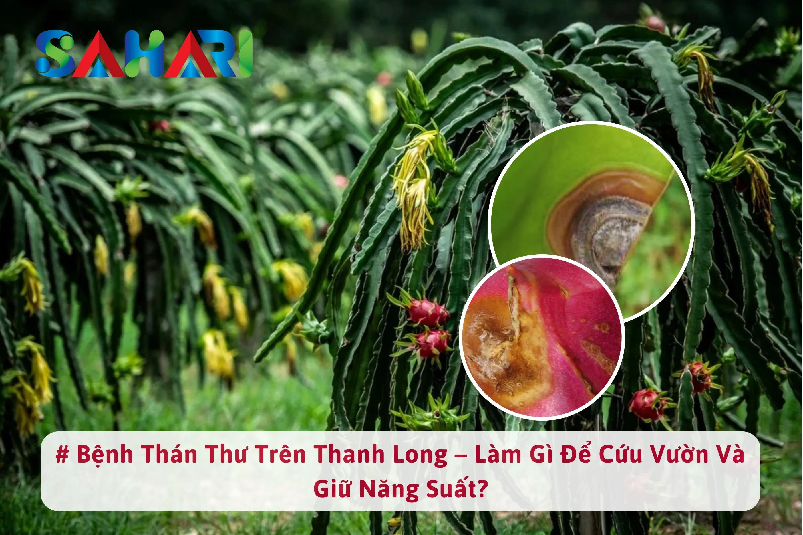 BỆNHTHÁN THƯ TRÊN THANH LONG – LÀM GÌ ĐỂ CỨU VƯỜN VÀ GIỮ NĂNG SUẤT?