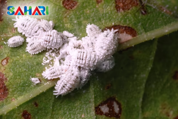 Hoạt chất nông dược hỗ trợ chặn đứng đường lây lan rệp sáp