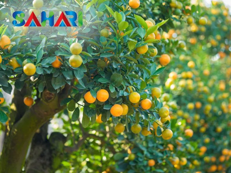 Tăng tỷ lệ đậu trái