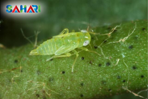 FAQ – Câu hỏi thường gặp về rầy xanh sầu riêng