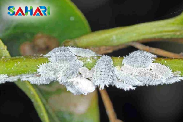 Câu hỏi thường gặp (FAQ)