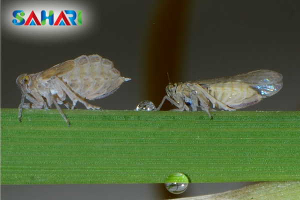 Những tác hại khôn lường: Từ "Cháy rầy" đến truyền bệnh Virus