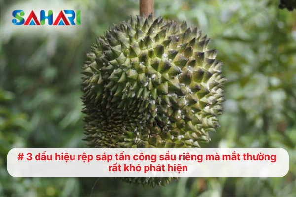 3 dấu hiệu rệp sáp tấn công sầu riêng mà mắt thường rất khó phát hiện