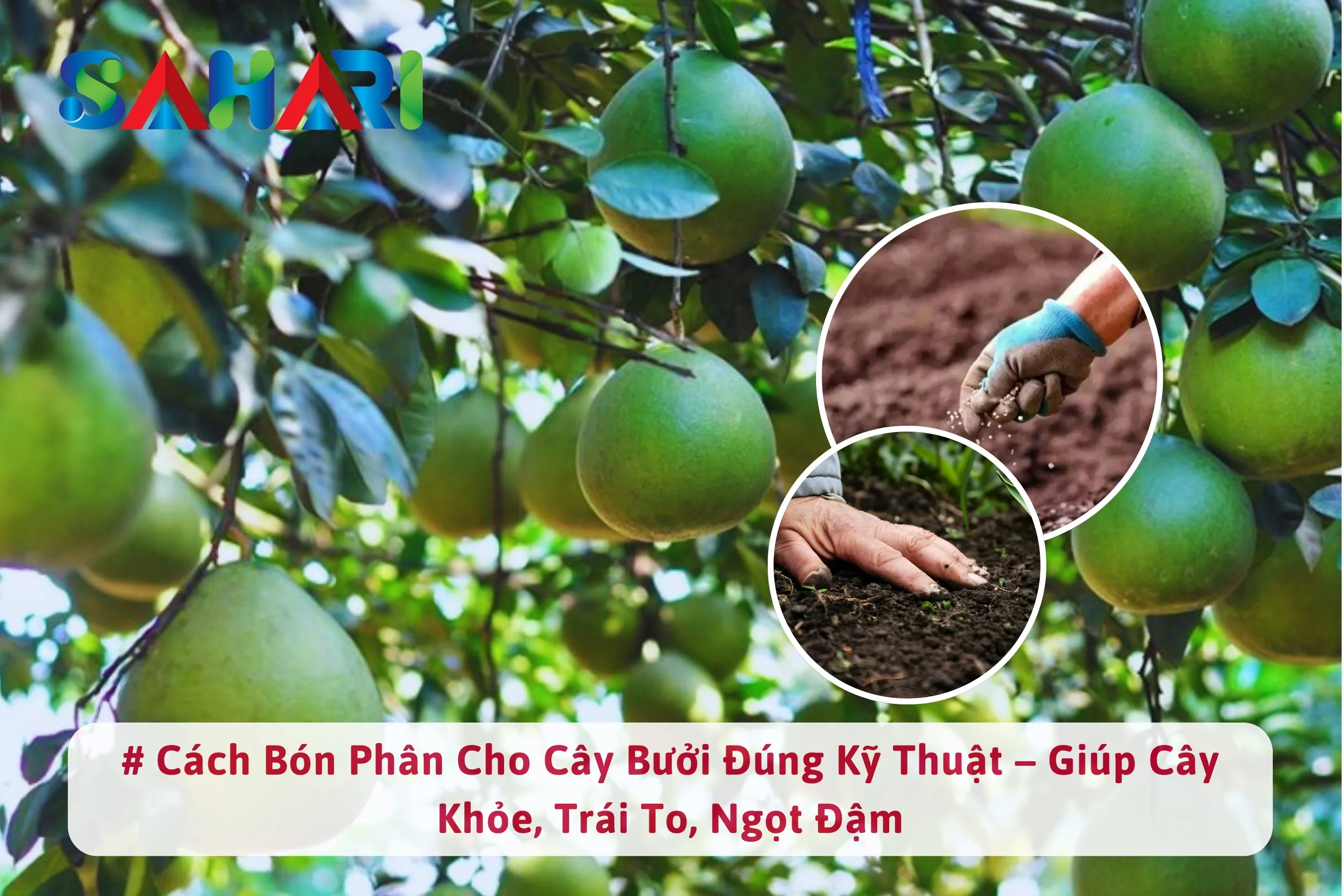 Cách Bón Phân Cho Cây Bưởi Đúng Kỹ Thuật – Giúp Cây Khỏe, Trái To, Ngọt Đậm