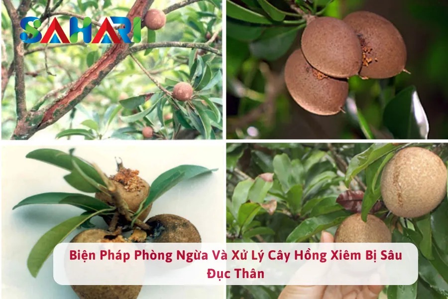 #Biện Pháp Phòng Ngừa Và Xử Lý Cây Hồng Xiêm Bị Sâu Đục Thân