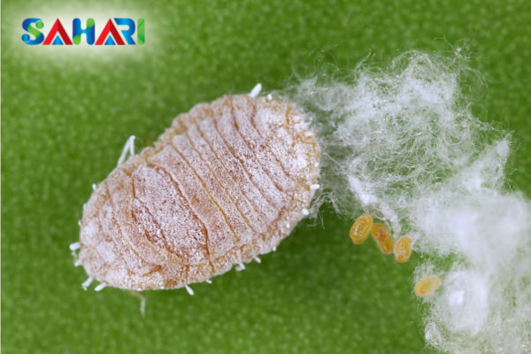 Các biện pháp hỗ trợ "đánh tan" lớp sáp