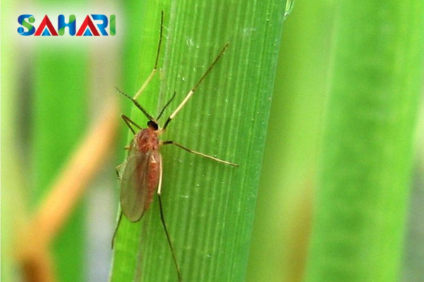 Muỗi hành là gì? Đặc điểm nhận diện và tập tính bùng phát