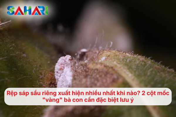 Rệp sáp sầu riêng xuất hiện nhiều nhất khi nào? 2 cột mốc "vàng" bà con cần đặc biệt lưu ý