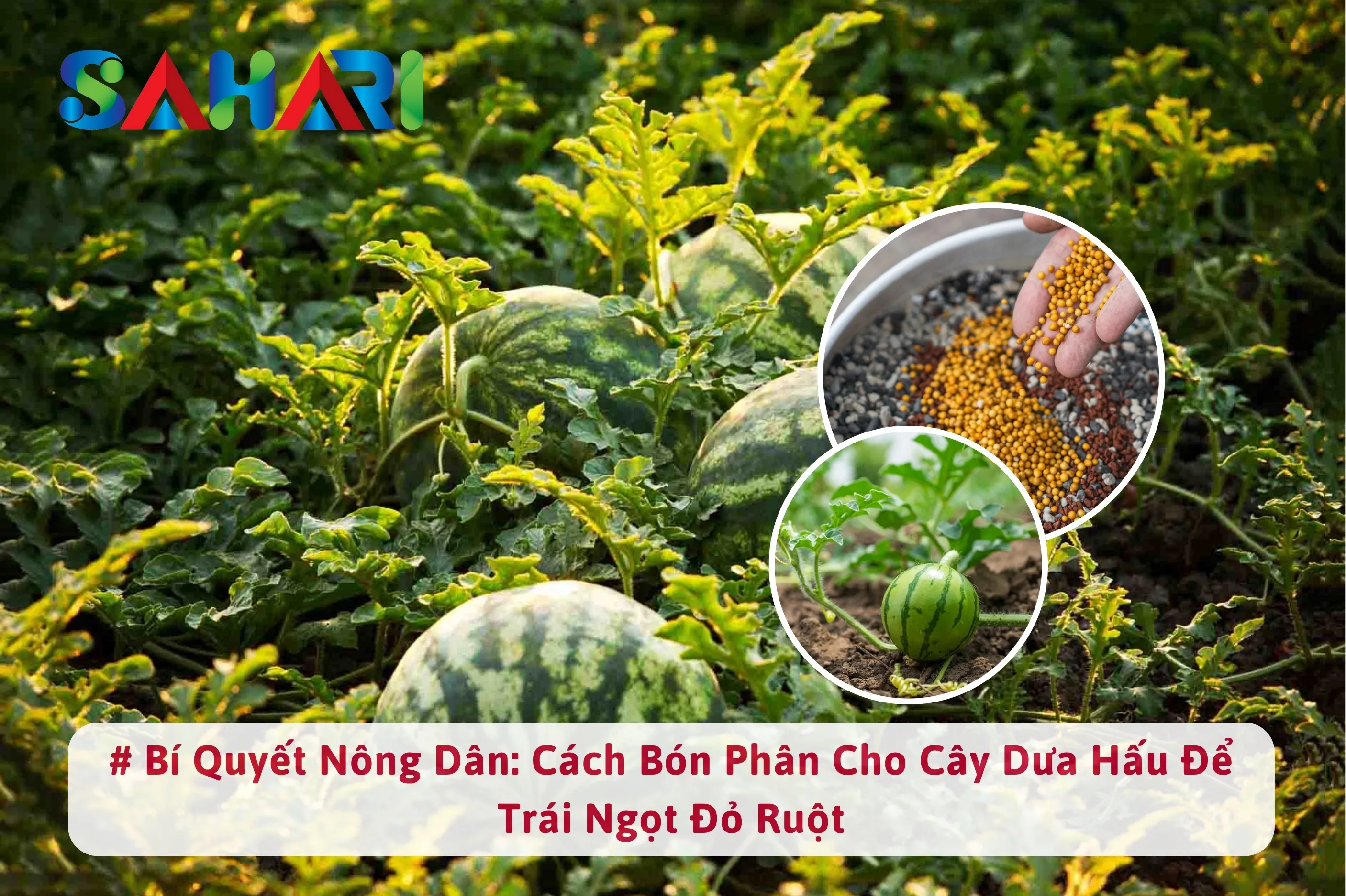 BÍ QUYẾT NÔNG DÂN: CÁCH BÓN PHÂN CHO CÂY DƯA HẤU ĐỂ TRÁI NGỌT ĐỎ RUỘT