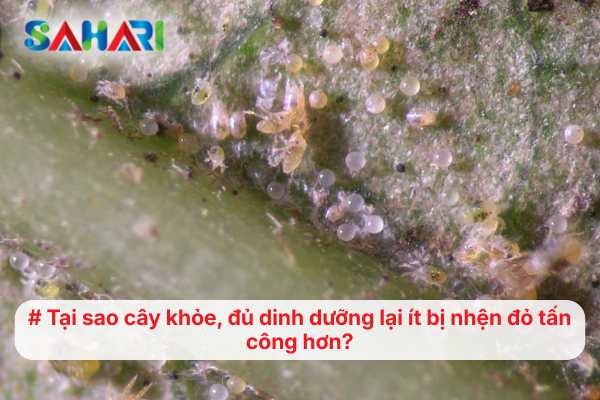 Tại sao cây khỏe, đủ dinh dưỡng lại ít bị nhện đỏ tấn công hơn?