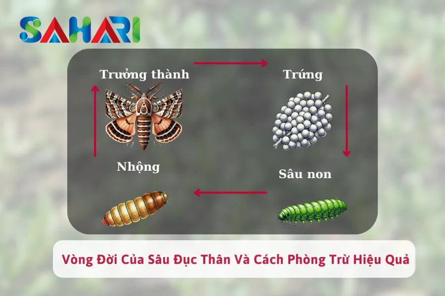  Vòng Đời Của Sâu Đục Thân Và Cách Phòng Trừ Hiệu Quả