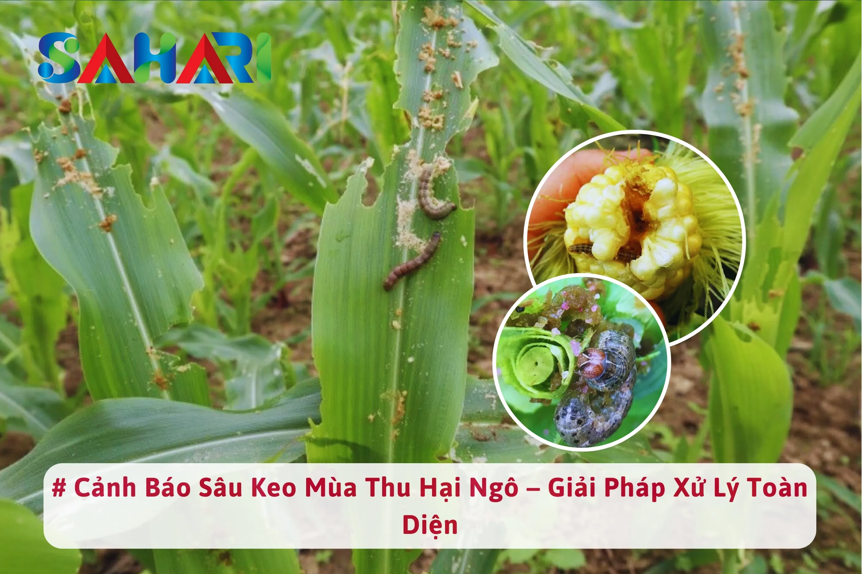 CẢNH BÁO SÂU KEO MÙA THU HẠI NGÔ – GIẢI PHÁP XỬ LÝ TOÀN DIỆN