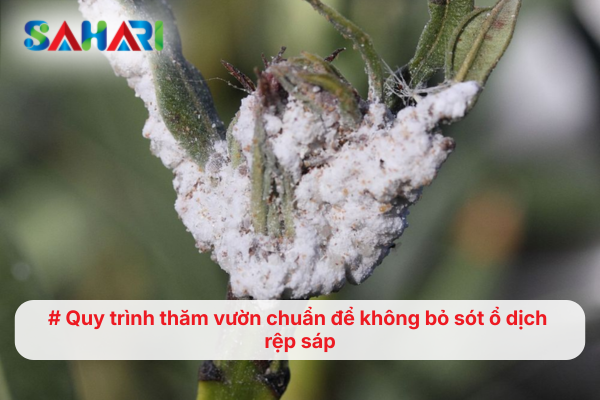 Quy trình thăm vườn chuẩn để không bỏ sót ổ dịch