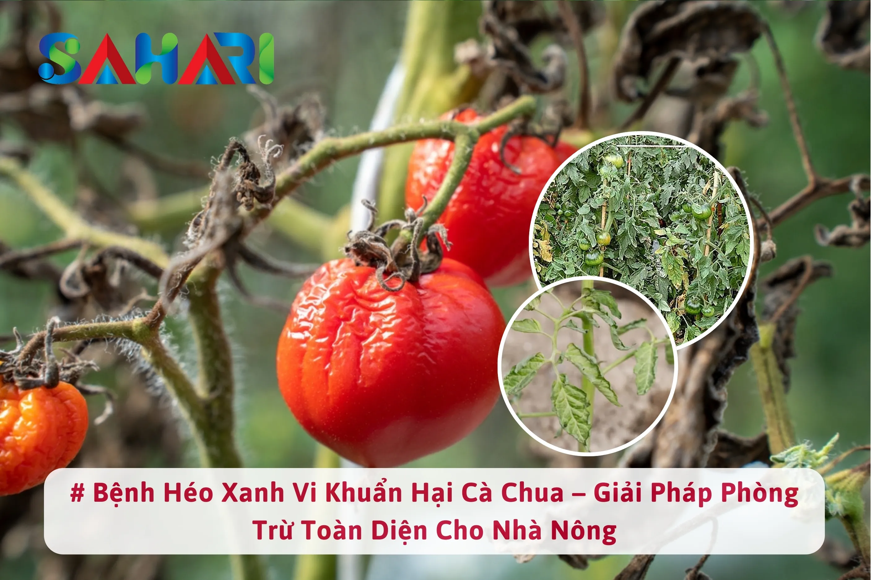 BỆNH HÉO XANH VI KHUẨN HẠI CÀ CHUA – GIẢI PHÁP PHÒNG TRỪ TOÀN DIỆN CHO NHÀ NÔNG