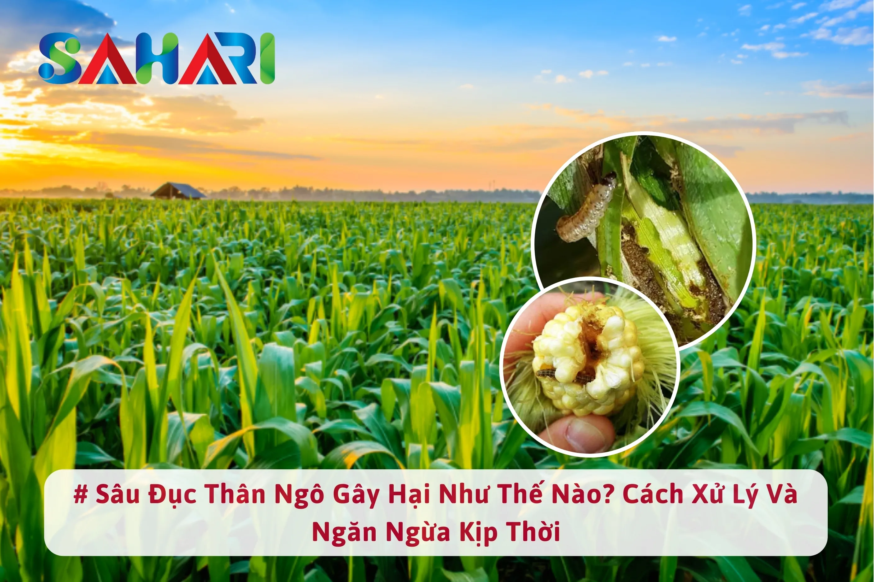 SÂU ĐỤC THÂN NGÔ GÂY HẠI NHƯ THẾ NÀO? CÁCH XỬ LÝ VÀ NGĂN NGỪA KỊP THỜI
