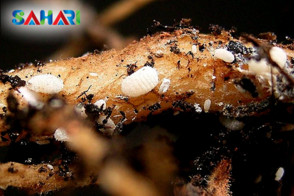 Phương pháp kiểm tra trực tiếp vùng rễ