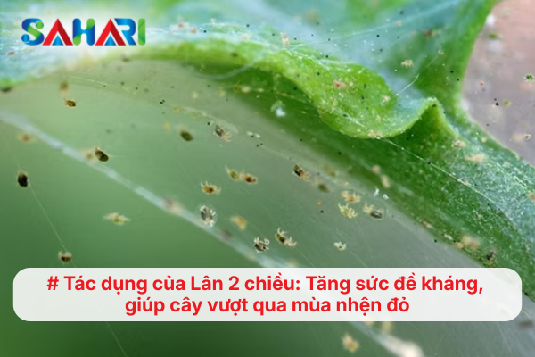 Tác dụng của Lân 2 chiều: Tăng sức đề kháng, giúp cây vượt qua mùa nhện đỏ