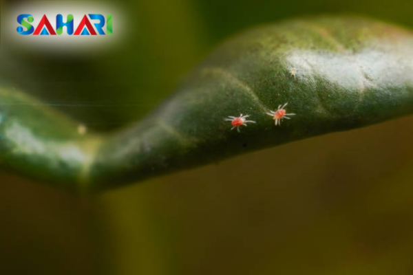 Câu hỏi thường gặp