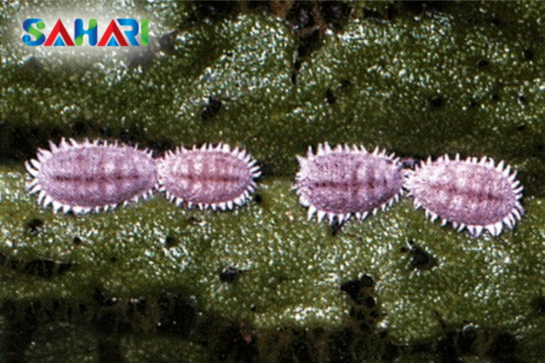 Rệp sáp tím (Planococcus lilacinus) – "Sát thủ" giấu mặt