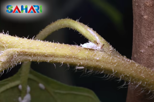 Rệp sáp là gì? "Pháo đài" bảo vệ và cơ chế gây hại