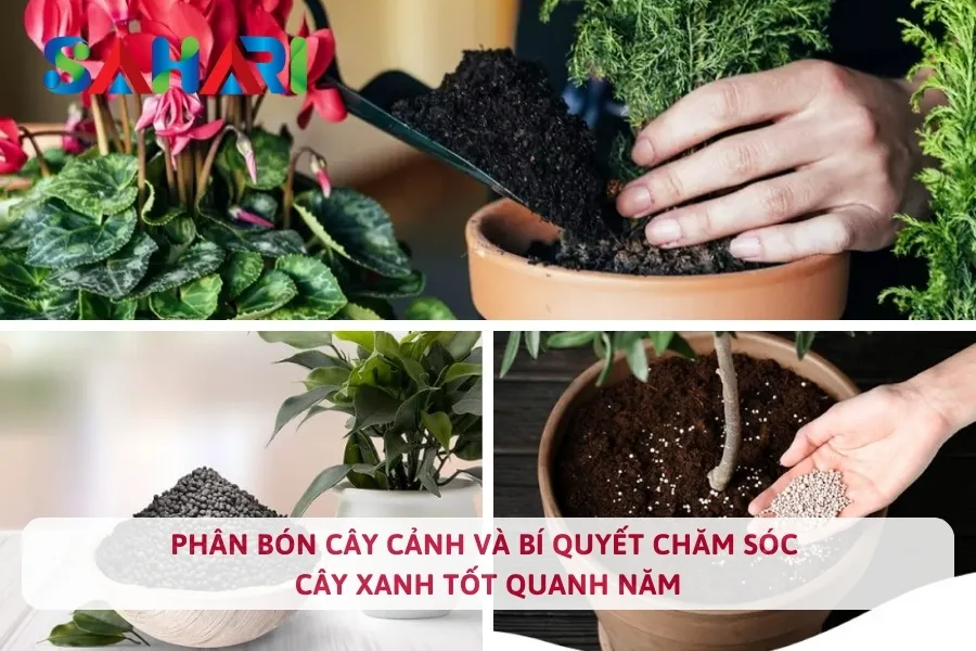 Phân Bón Cây Cảnh Và Bí Quyết Chăm Sóc Cây Xanh Tốt Quanh Năm