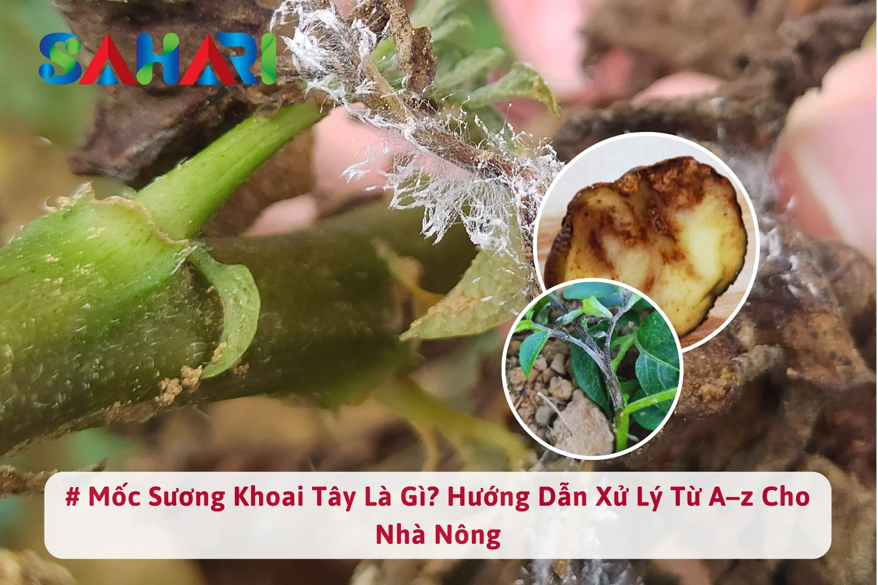 MỐC SƯƠNG KHOAI TÂY LÀ GÌ? HƯỚNG DẪN XỬ LÝ TỪ A–Z CHO NHÀ NÔNG