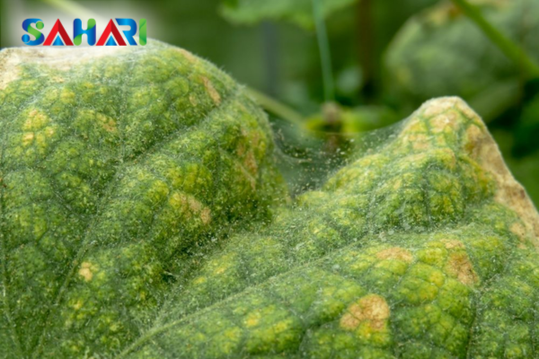 Dấu hiệu nhận biết lá cây bị nhện đỏ tấn công sớm nhất