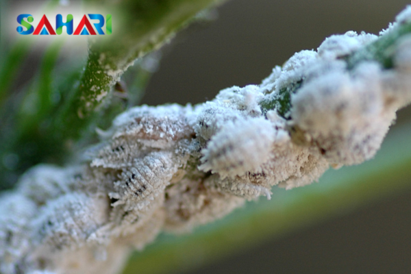 Câu hỏi thường gặp (FAQ)