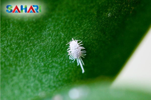 Khác biệt về thành phần loài gây hại chính