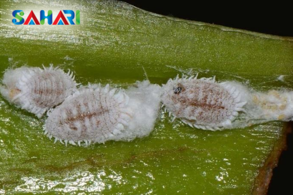 Câu hỏi thường gặp (FAQ)