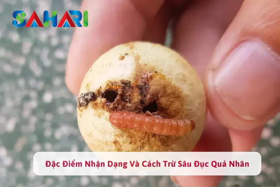 Đặc Điểm Nhận Dạng Và Cách Trừ Sâu Đục Quả Nhãn