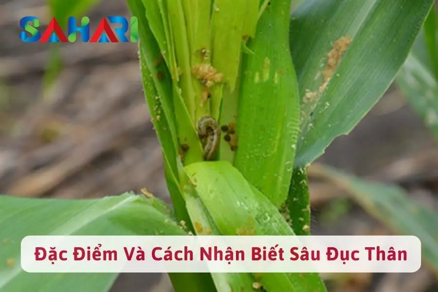 #1 Đặc Điểm Của Sâu Đục Thân Và Cách Nhận Biết Giai Đoạn