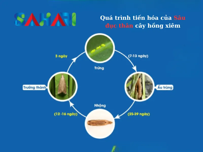 Vòng đời sinh trưởng của sâu đục thân trên cây sampoche