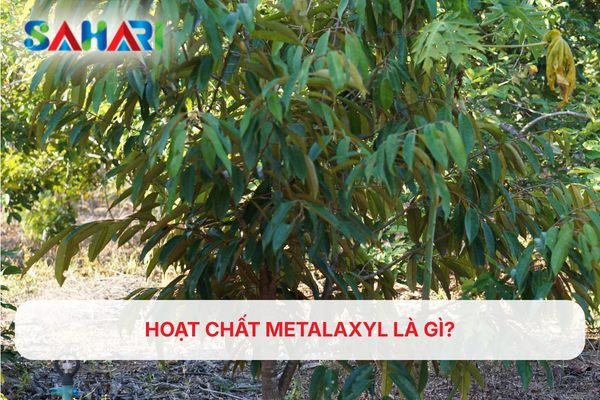 HOẠT CHẤT METALAXYL LÀ GÌ?