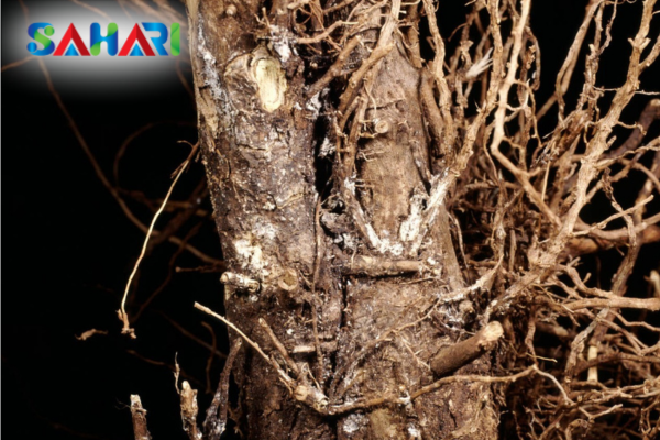 Rệp sáp là gì và tại sao rệp sáp rễ lại nguy hiểm?