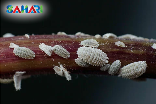 Rệp sáp là gì? "Pháo đài" bảo vệ dưới lớp phấn trắng