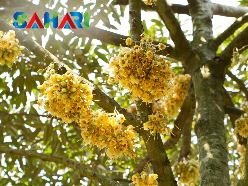 Phân hóa mầm hoa