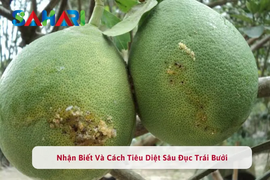 Nhận Biết Và Cách Tiêu Diệt Sâu Đục Trái Bưởi