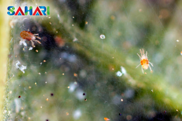  Bí quyết xây dựng "hàng rào phòng thủ" từ Sahari