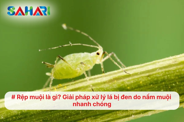 Rệp muội là gì? Giải pháp xử lý lá bị đen do nấm muội nhanh chóng