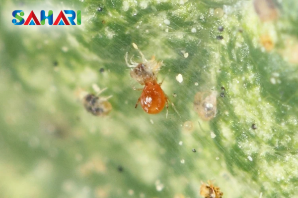  Áp lực "kép" từ nắng nóng và nhện đỏ gây hại