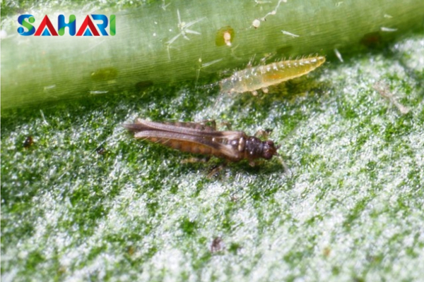 FAQ – Câu hỏi thường gặp về bọ trĩ