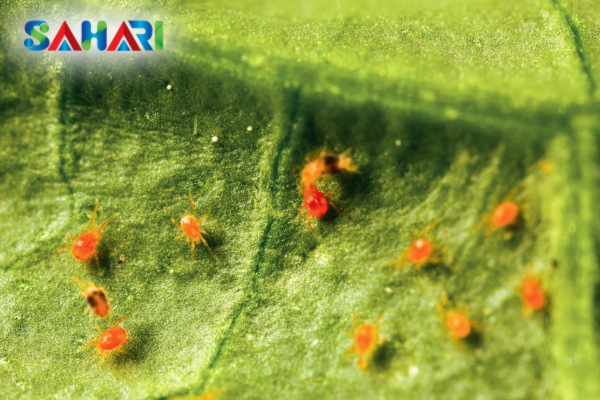 Câu hỏi thường gặp