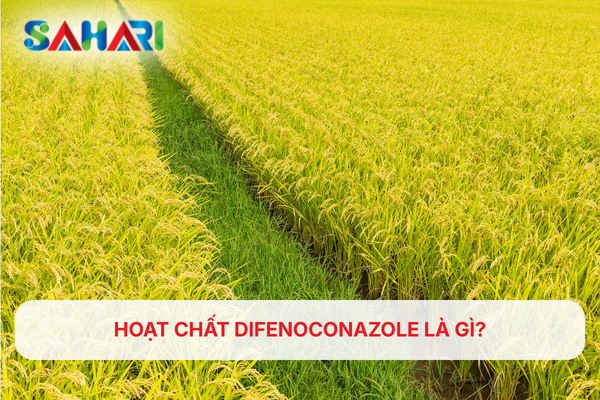 HOẠT CHẤT DIFENOCONAZOLE LÀ GÌ?