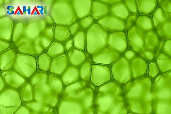 Magie (Mg) – Nhân cốt lõi của diệp lục