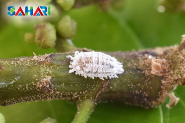 Hoạt chất nông dược hỗ trợ chiến lược "Đánh kép" từ Sahari