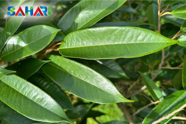 Bí quyết giúp bộ lá "Xanh bền" và tái tạo diệp lục