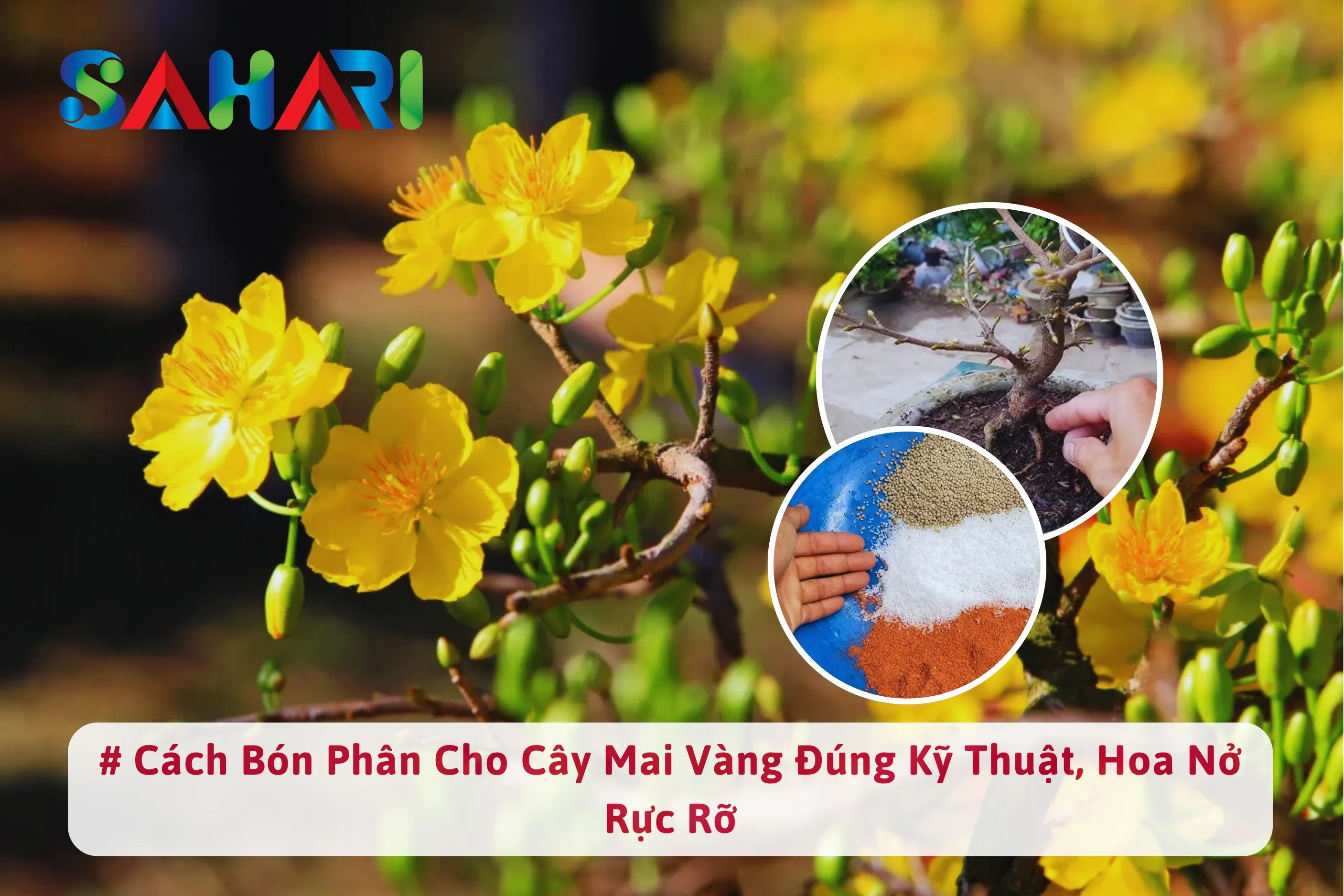 CÁCH BÓN PHÂN CHO CÂY MAI VÀNG ĐÚNG KỸ THUẬT, HOA NỞ RỰC RỠ